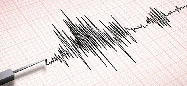 حيوانات تستشعر الزلازل قبل وقوعها