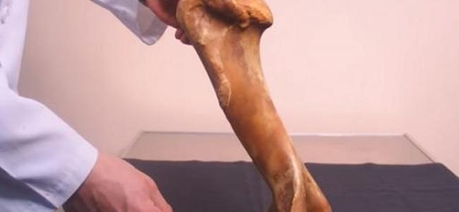 علماء روسيا يطورون 