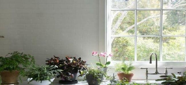 ضعوا هذه النباتات في منازلكم وتخلصوا من الذباب والبعوض في الصيف