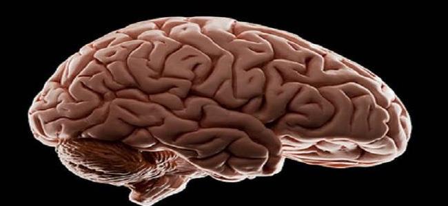 اختراق جديد يحيي أمل إنماء أدمغة في المختبر!