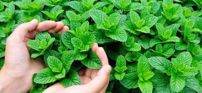 النعناع لعلاج الصداع سريعاً