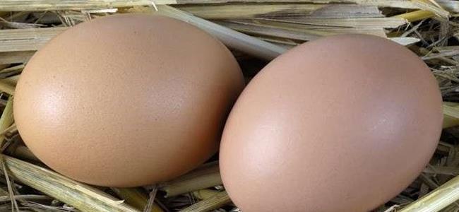 ماذا يحدث إذا تناول الإنسان البيض يوميا؟