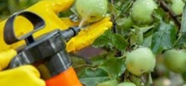 الأطعمة المرشوشة بالمبيدات خطراً يهدّد صحتكم...فتجنّبوها!