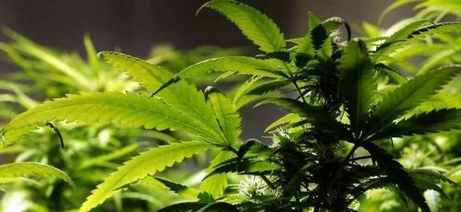 أكبر دراسة عن 