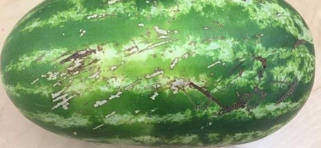 بنظرة فقط.. علامة لا تخطئ لاختيار البطيخة الحمراء