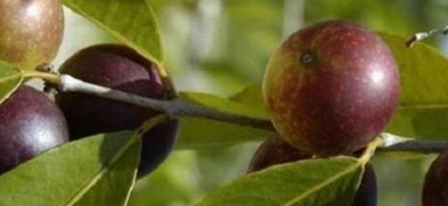 فاكهة مثاليّة لحرق الدهون وتخفيض الوزن