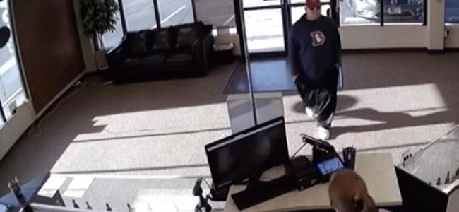  شاهد.. اللص الفاشل والأسوأ حظا في العالم!