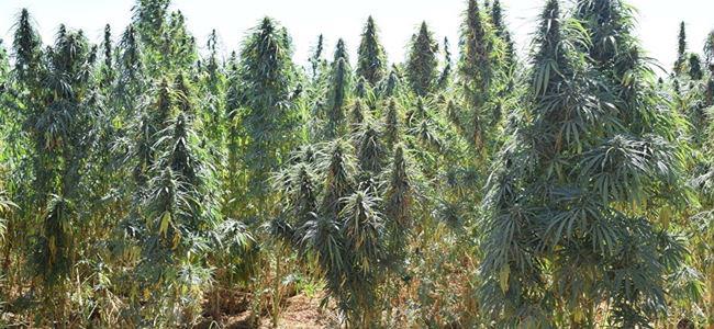 مطلوب 5 متذوقين محترفين للحشيش براتب خيالي