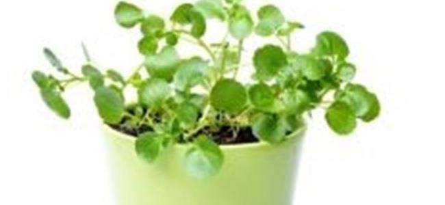 الجرجير... لأفضل عناية بالشعر 