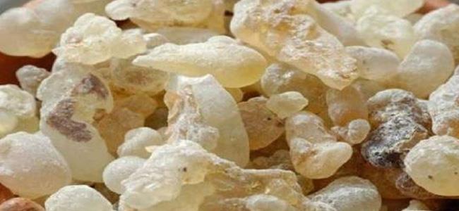 اللبان قد يصبح علاجا رئيسيا لالتهاب المفاصل