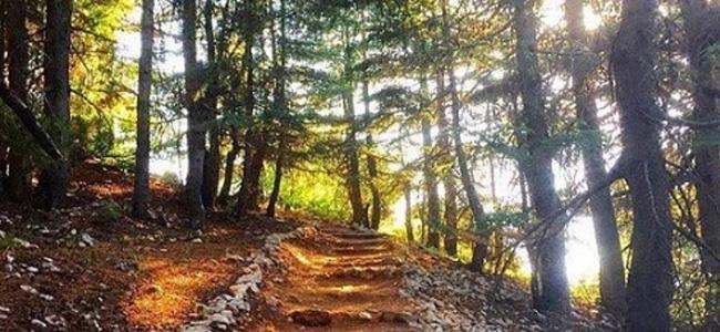 محمية أرز الشوف على القائمة الخضراء للاتحاد الدولي لحماية الطبيعة