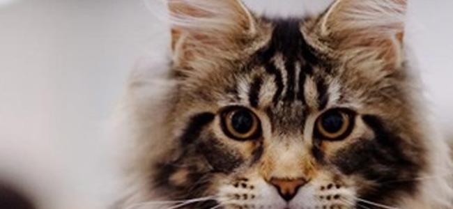 الحيوانات الأليفة.. تغيّرت!