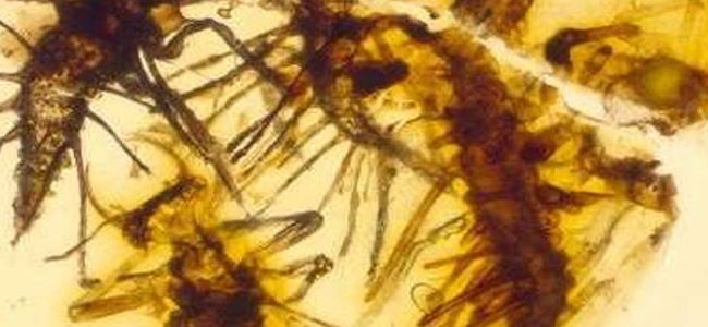  علماء يعثرون على 