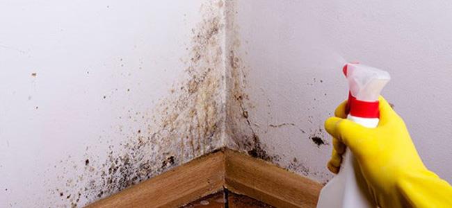  يعاني منه كثير من اللبنانيين شتاءً...العَفَن على الجدران يُهدّد الحياة!