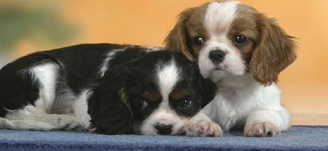 طبيب بيطري يهرب المخدرات بطريقة لا تخطر على البال