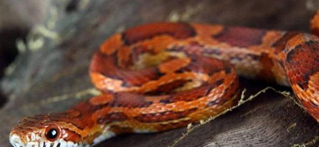 ثعبان يتسلل الى غرفة مسنة ليلاً..