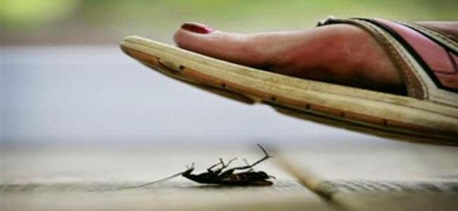 صرصور يعيش في جزءٍ حسّاس من جسد فتاة