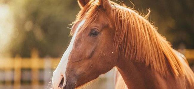 تفسيرات رموز الحصان وألوانه في المنام