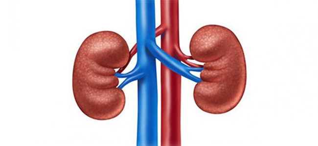 هذا ما يفعله ارتفاع ضغط الدم بالكلى