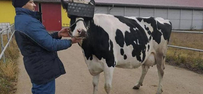 لماذا يضعون نظّارات الواقع الافتراضي للأبقار؟