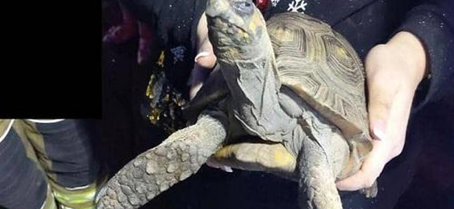 إنقاذ سلحفاة 