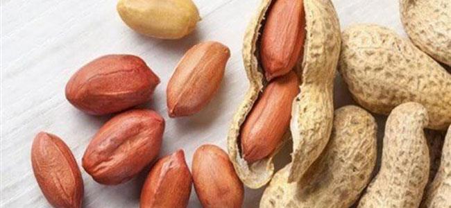 الفول السوداني يحرق الدهون لاحتوائه على البروتينات