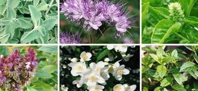 لبنان غني بأعشاب تقوي جهاز المناعة