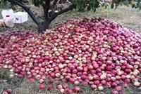 مزارعو التفاح ضحية عمليات احتيال من أسماء معروفة لدى المسؤولين