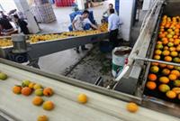 مزارعو عكار