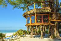 صور رائعة حول العالم لمنازل جميلة فوق الأشجار