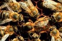 20 ألف نحلة في علية منزل 