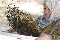  موسم زيتون بنت جبيل حرزان