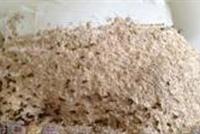 بريطاني يفاجأ بـ 5000 نحلة في غرفة والدته