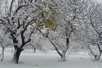 أجمل الصور للجنرال الابيض