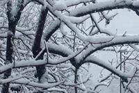 بالصور.. الثلوج تغطي معظم المناطق اللبنانية