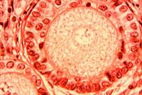 إليك ما يحصل داخل جسم المرأة