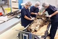  بالفيديو: ما الذي وجده علماء الآثار داخل تابوتٍ من القرن السابع عشر؟