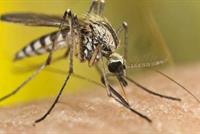 هكذا نتغلب على البعوض بدون مبيدات حشرية