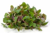 للنعناع البلدي المنعش فوائد صحية لا تعد ولا تحصى