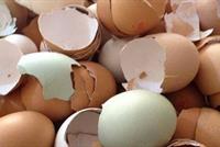 لن تصدق ... ما هي فوائد قشور البيض ..؟