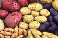 سر ذكاء الإنسان هو...