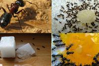 خلطة بسيطة تقطع التواصل بين النمل في بيتك! 