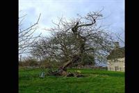 الشجرة التي اسقطت تفاحة على رأس نيوتن