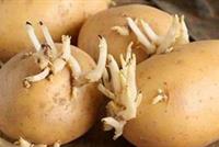ماذا سيحدث لك لو تناولت بطاطس كان بها براعم؟!