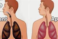 4 مأكولات مدهشة.. لتنظيف رئتيك