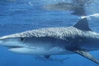 معركة بين سمكتي قرش ونهاية دموية