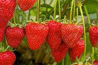 الفراولة تقي من السرطان