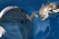 مطلوب دلافين لمهام عسكرية!