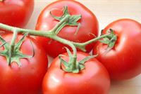 هل تصبح البندورة بديلا للكهرباء؟