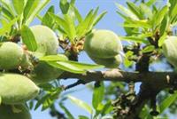 موسم اللوز الأخضر بدأ.. تعرّفوا إلى فوائده 